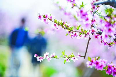 京东平谷万亩桃花 竞相绽放